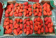 Kolekcja odmian truskawek na Macfrut 2019