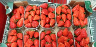 Kolekcja odmian truskawek na Macfrut 2019