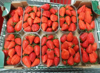 Kolekcja odmian truskawek na Macfrut 2019