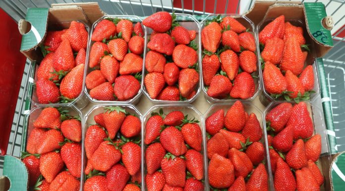 Kolekcja odmian truskawek na Macfrut 2019