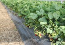 Ochrona fungicydowa truskawek w czasie dojrzewania owoców