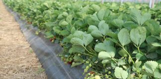 Ochrona fungicydowa truskawek w czasie dojrzewania owoców