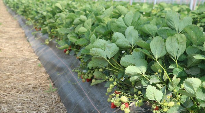 Ochrona fungicydowa truskawek w czasie dojrzewania owoców