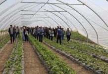 Truskawkowe warsztaty (cz. III) – Rozwiązania Calfert do nawożenia i biostymulacji truskawek odmiany ‘Flair’