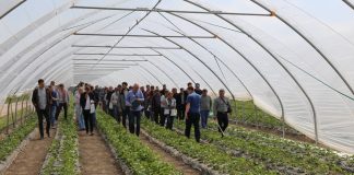 Truskawkowe warsztaty (cz. III) – Rozwiązania Calfert do nawożenia i biostymulacji truskawek odmiany ‘Flair’