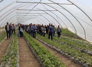 Truskawkowe warsztaty (cz. III) – Rozwiązania Calfert do nawożenia i biostymulacji truskawek odmiany ‘Flair’