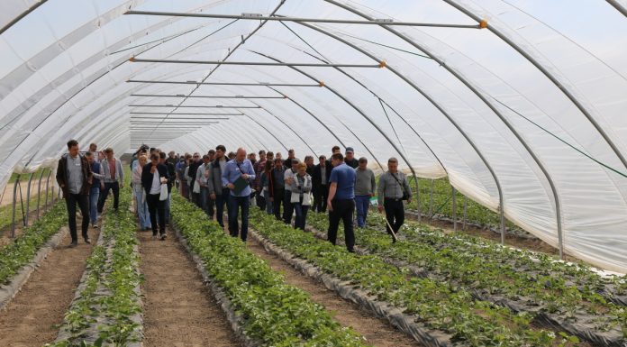Truskawkowe warsztaty (cz. III) – Rozwiązania Calfert do nawożenia i biostymulacji truskawek odmiany ‘Flair’