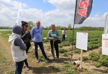 Ochrona i nawożenie truskawek