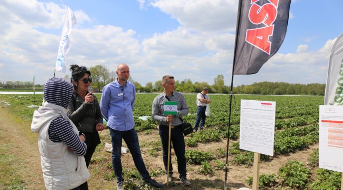 Ochrona i nawożenie truskawek