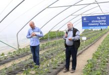 Różnice w nawożeniu truskawek – komentuje Jarosław Barszczewski z firmy Yara Poland