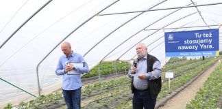 Różnice w nawożeniu truskawek – komentuje Jarosław Barszczewski z firmy Yara Poland