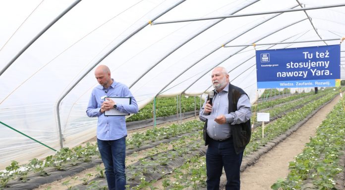 Różnice w nawożeniu truskawek – komentuje Jarosław Barszczewski z firmy Yara Poland