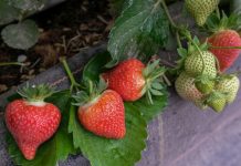 Truskawki w tunelach – najwcześniejsze odmiany