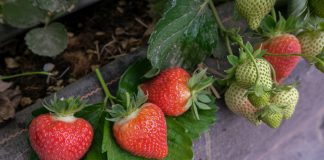 Truskawki w tunelach – najwcześniejsze odmiany