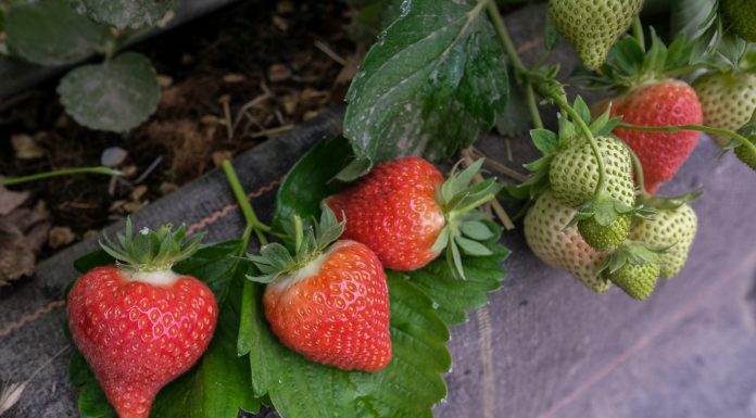 Truskawki w tunelach – najwcześniejsze odmiany