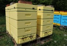 Pszczoły ochronią uprawy przed szarą pleśnią