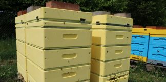 Wsparcie dla pszczelarzy z ARiMR