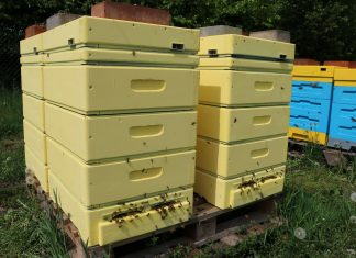 Wsparcie dla pszczelarzy z ARiMR