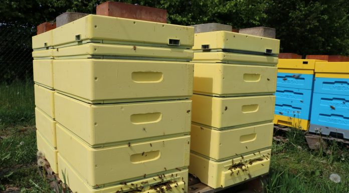 Pszczoły ochronią uprawy przed szarą pleśnią