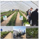 Truskawki w Tunelach_Newsletter