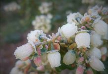 Borówka 2019 – trudny początek sezonu, czy oznacza niższe plony?