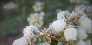 Borówka 2019 – trudny początek sezonu, czy oznacza niższe plony?