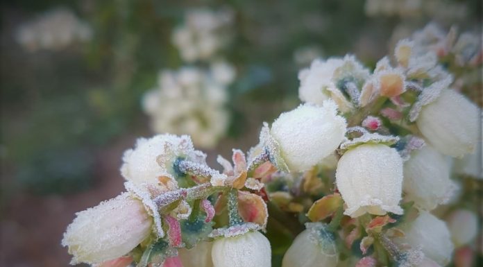 Borówka 2019 – trudny początek sezonu, czy oznacza niższe plony?