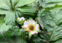 Majowe przymrozki mogą być dotkliwe dla producentów truskawek