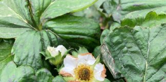 Majowe przymrozki mogą być dotkliwe dla producentów truskawek