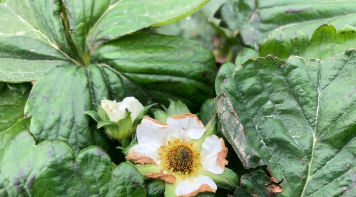 Majowe przymrozki mogą być dotkliwe dla producentów truskawek