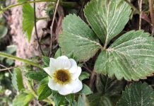 UWAGA: groźne przymrozki. Jak ograniczyć uszkodzenia?