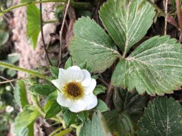 UWAGA: groźne przymrozki. Jak ograniczyć uszkodzenia?