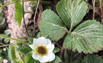 UWAGA: groźne przymrozki. Jak ograniczyć uszkodzenia?