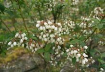 Ochrona borówki – najważniejsze choroby. FILM