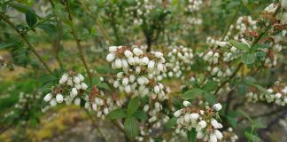 Ochrona borówki – najważniejsze choroby. FILM