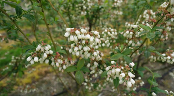 Ochrona borówki – najważniejsze choroby. FILM