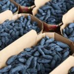 kamczacka0001-1024×683