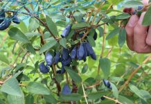 Pierwsza mapa „Weekendu z jagodą kamczacką”