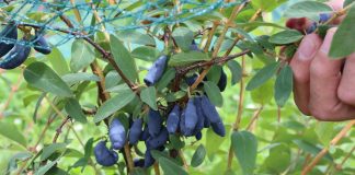 Pierwsza mapa „Weekendu z jagodą kamczacką”