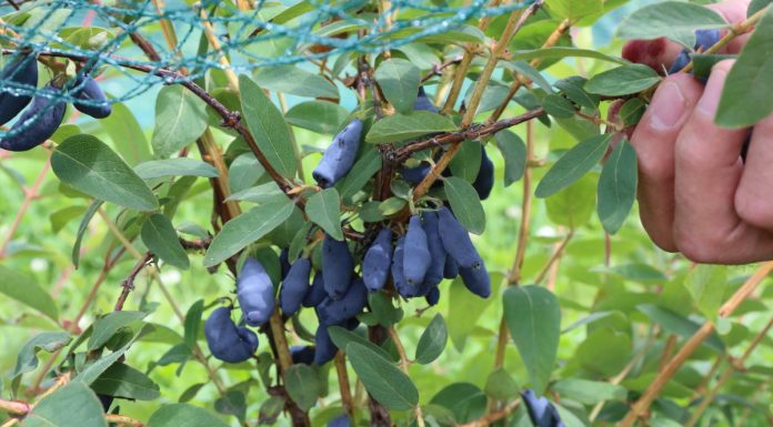 Pierwsza mapa „Weekendu z jagodą kamczacką”