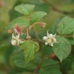 KOMUNIKAT jagodowy. MALINY – zalecenia: ochrona, nawożenie, diagnostyka laboratoryjna – komunikat jagodowy Agrosimex