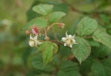 KOMUNIKAT jagodowy. MALINY – zalecenia: ochrona, nawożenie, diagnostyka laboratoryjna – komunikat jagodowy Agrosimex