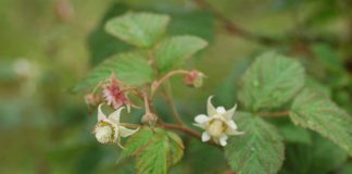 KOMUNIKAT jagodowy. MALINY – zalecenia: ochrona, nawożenie, diagnostyka laboratoryjna – komunikat jagodowy Agrosimex