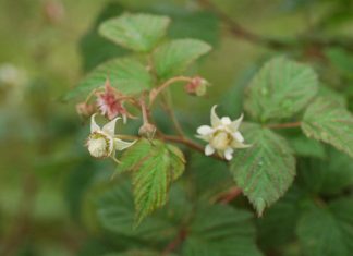 KOMUNIKAT jagodowy. MALINY – zalecenia: ochrona, nawożenie, diagnostyka laboratoryjna – komunikat jagodowy Agrosimex