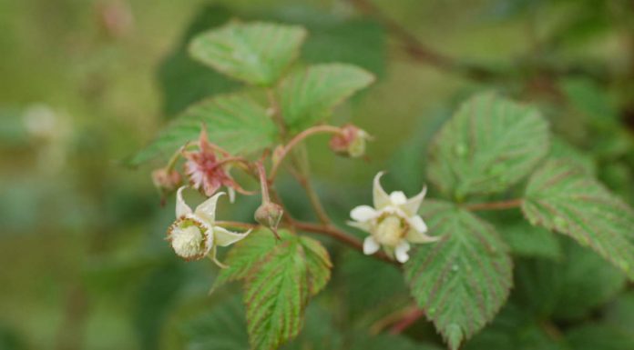 KOMUNIKAT jagodowy. MALINY – zalecenia: ochrona, nawożenie, diagnostyka laboratoryjna – komunikat jagodowy Agrosimex