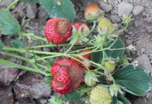 Antraknoza – dlaczego coraz groźniejsza