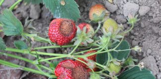 Antraknoza – dlaczego coraz groźniejsza