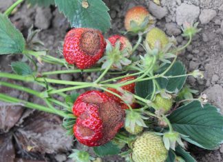 Antraknoza – dlaczego coraz groźniejsza
