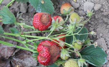 Antraknoza – dlaczego coraz groźniejsza