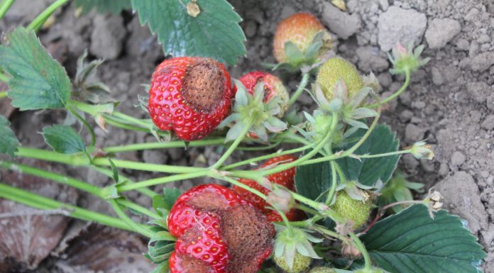 Antraknoza – dlaczego coraz groźniejsza